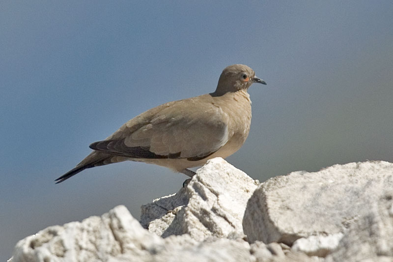 Metriopelia melanoptera